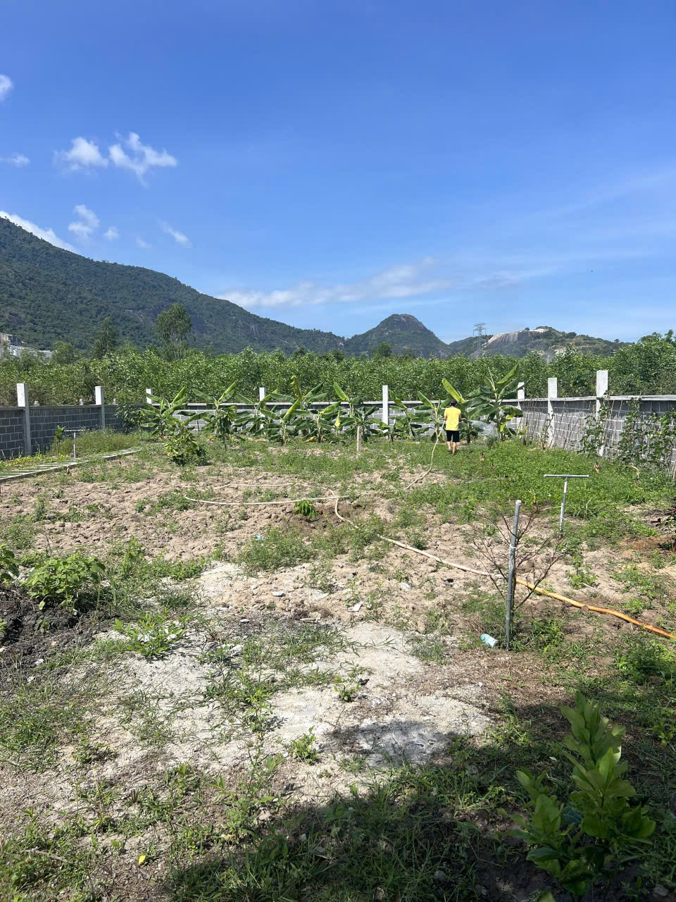 Bán đất có sẵn vườn tại xã Suối Tiên, huyện Diên Khánh, tỉnh Khánh Hòa.