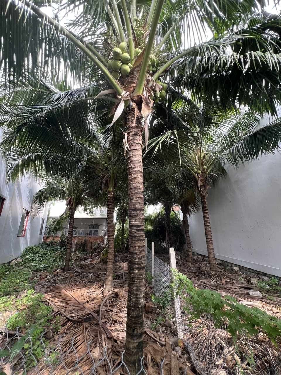 Bán đất hẻm 124 Lương Định Của, p. Ngọc Hiệp, tp. Nha Trang (ĐẤT 102 M2 THỔ CƯ)